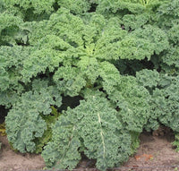 Green Curled Kale Vegetable Seeds for Planting heirloom & Non-GMO Seeds