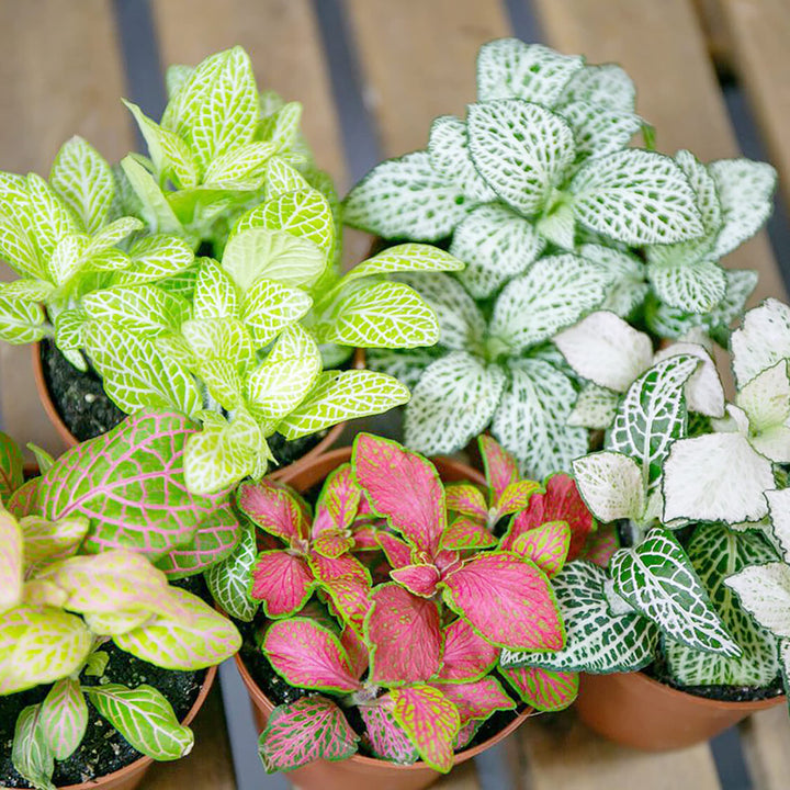Fittonia Albivenis Seeds â€“ Heirloom, Non-GMO White Nerve Plant Seeds for Indoor Planting