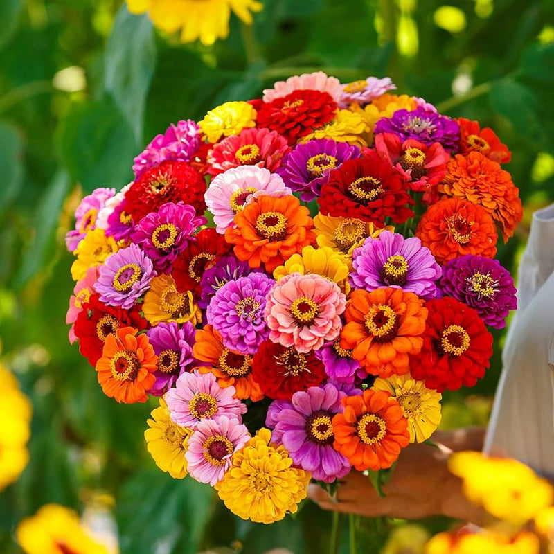 Heirloom Zinnia Profusion Flower Seeds for Planting – Heirloom, Non-GMO, Colorful Blooms