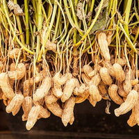 Peanut Plant Seeds for Garden Planting - NON GMO Seeds