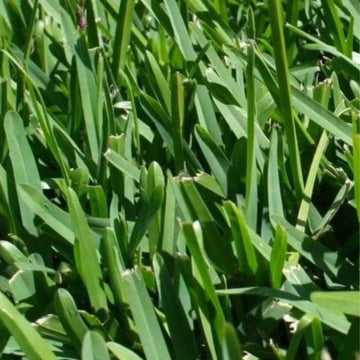 Green Buffalo Grass (Bouteloua dactyloides) ? Premium Drought-Tolerant Lawn Seed