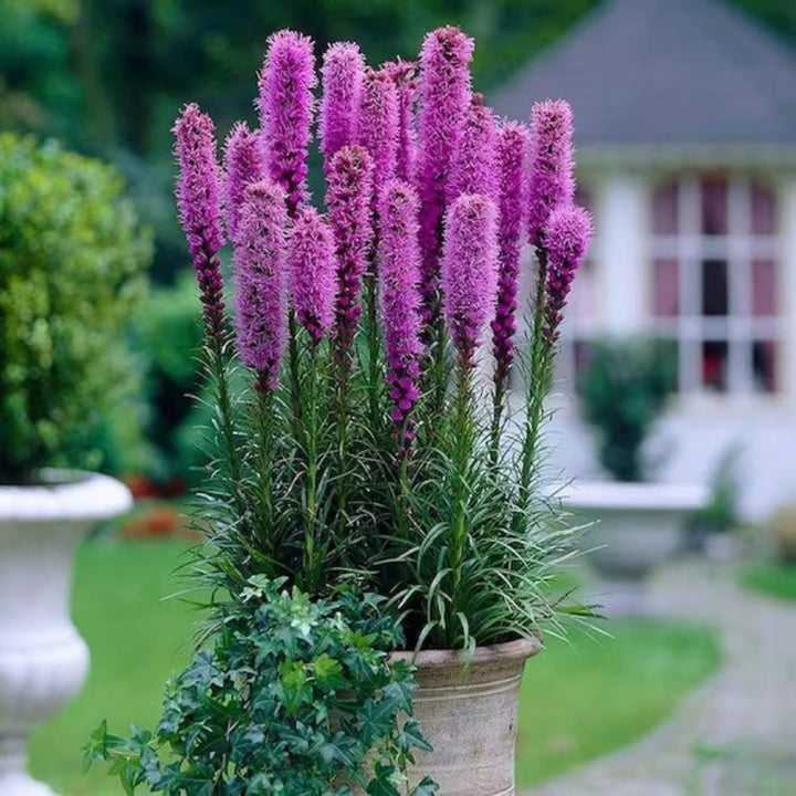 Heirloom Non-GMO Prairie Blazing Star Flower Seeds for Planting – Pollinator-Friendly Blooms