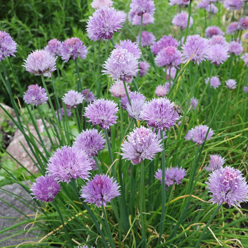 Heirloom Schoenoprasum Flower Seeds, Non-GMO Chive Herb Blooms for Culinary and Garden Planting for planting in home garden