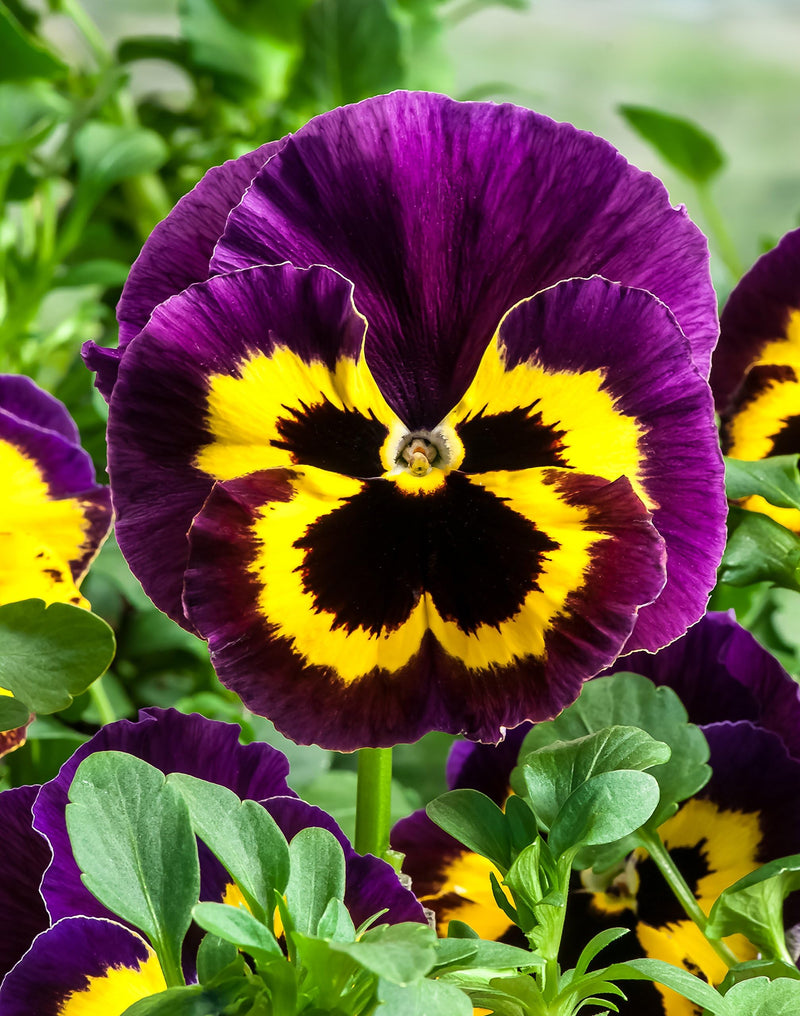 Heirloom Wanchen Pansy Flower Seeds for Planting, Non-GMO