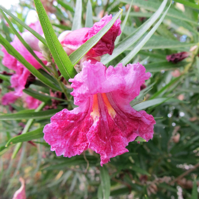 Chilopsis Flower Seeds – Heirloom Non-GMO Seeds for Drought-Tolerant and Ornamental Garden Planting