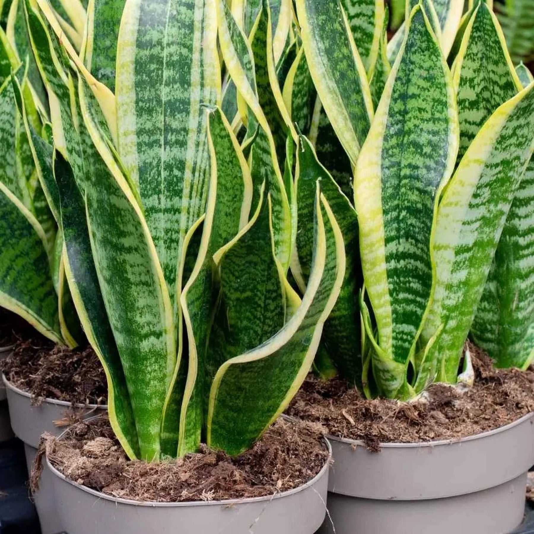 Green Snake Plant Seeds for Planting - Heirloom and Non-GMO seeds for home garden seeds for planting in home garden