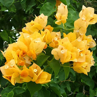 Yellow Bougainvillea Seeds for Planting ƒ?? Organic, Heirloom, Non-GMO Flowers