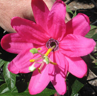 Pink Mollissima Flower Seeds for Planting, NON GMO Seeds for planting in home garden