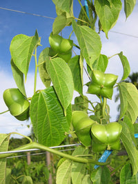 Plukenetia Plant Seeds Heirloom Non GMO Planting - 100 pcs for planting in home garden