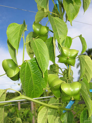 Plukenetia Plant Seeds Heirloom Non GMO Planting - 100 pcs for planting in home garden