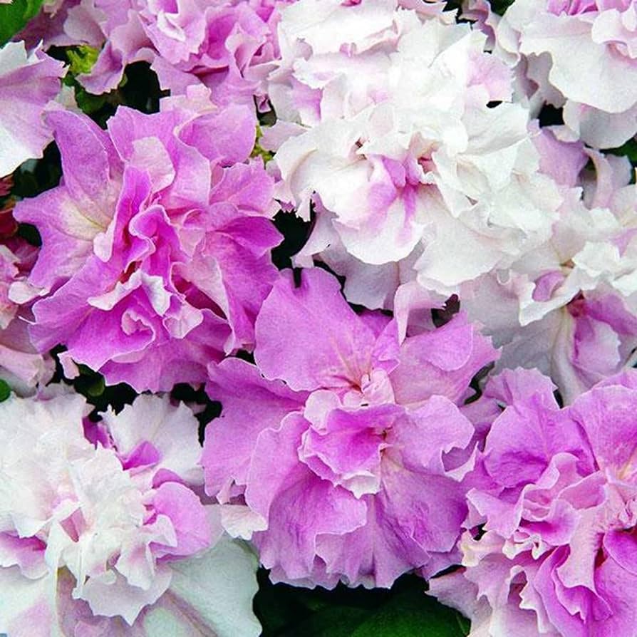 Purple & White Petunia Flower Seeds for Garden Planting - Heirloom, NON-GMO, Easy to Grow