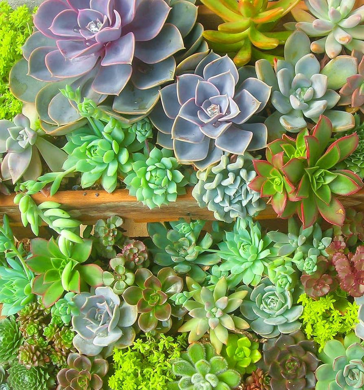 Mixed Schoenlandii Cereiformis Plant Seeds for Planting - 100 pcs
