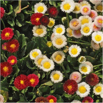 English Daisy Bellis perennis fresh seeds for garden