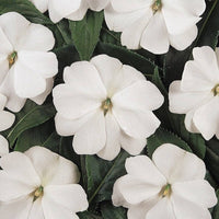 Heirloom Non-GMO Impatiens Balsamine Flower Seeds for Planting – Bright Annual Garden Blooms - Non-GMO for planting in home garden