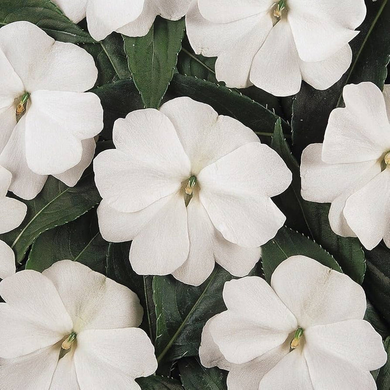 Heirloom Non-GMO Impatiens Balsamine Flower Seeds for Planting – Bright Annual Garden Blooms - Non-GMO for planting in home garden