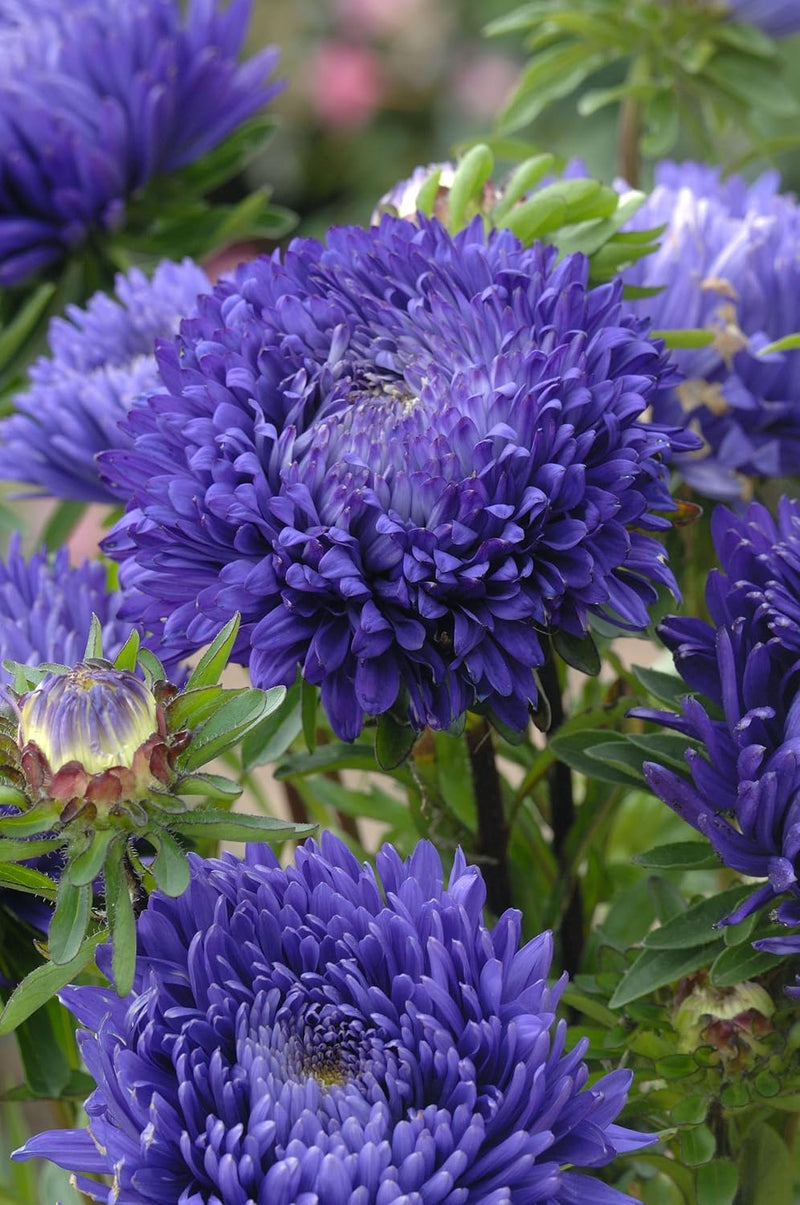 Callistephus Flower Seeds for Planting - Flower for planting in home garden