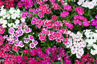 Heirloom Non-GMO Pink William Flower Seeds for Planting – Fragrant Biennial Blooms for Cottage Gardens
