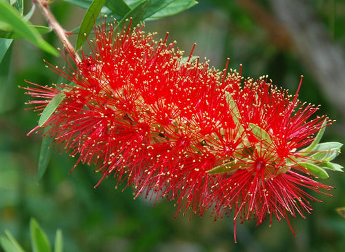 BottleBrush Flower Seeds for Planting, Heirloom, Non-GMO, 100 pcs