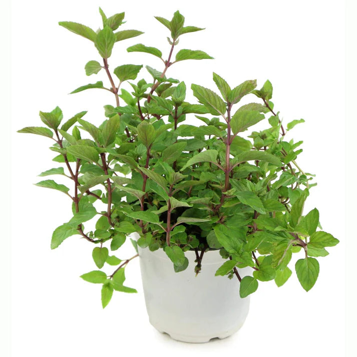 Chocolate Mint Herb Seeds