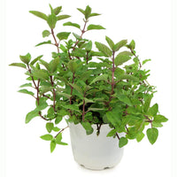 Chocolate Mint Herb Seeds