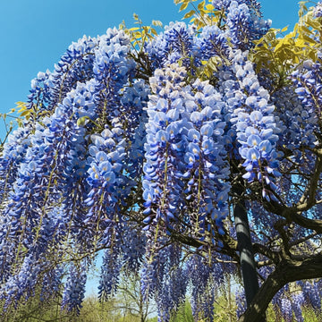 Blue Wisteria live plant growing with cascading blue flowers on a garden trellis.