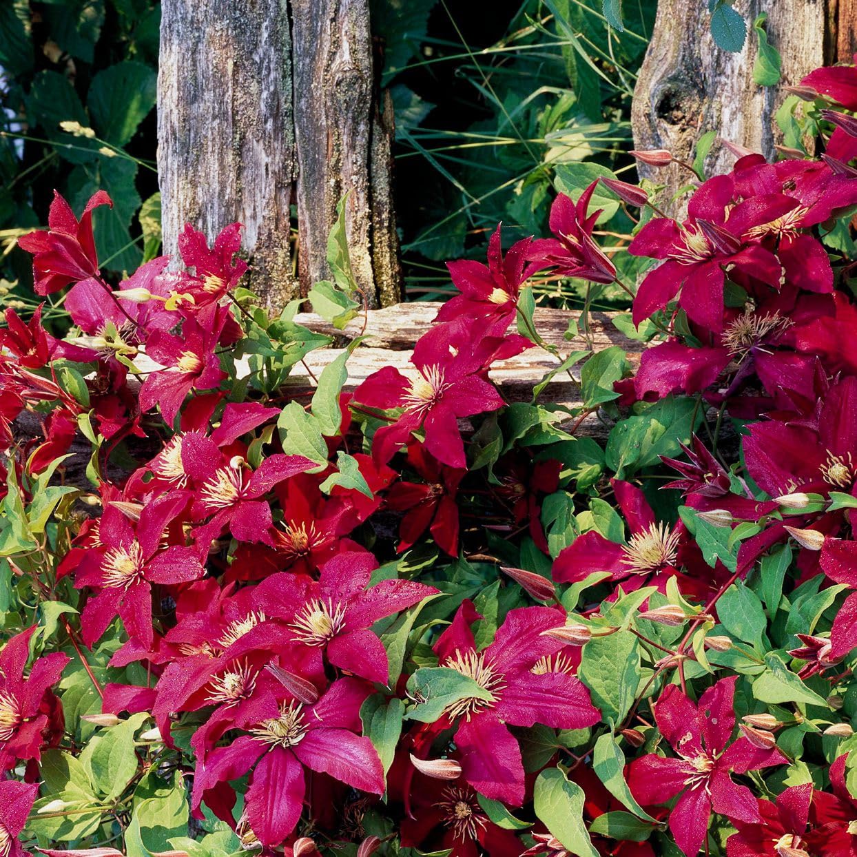 Heirloom Non-GMO Red White Clematis Flower Seeds for Planting – Climbing Vine Seeds - Non-GMO for planting in home garden