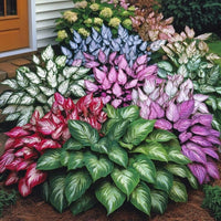 Mixed Hosta plants with attractive lush foliage in a garden
