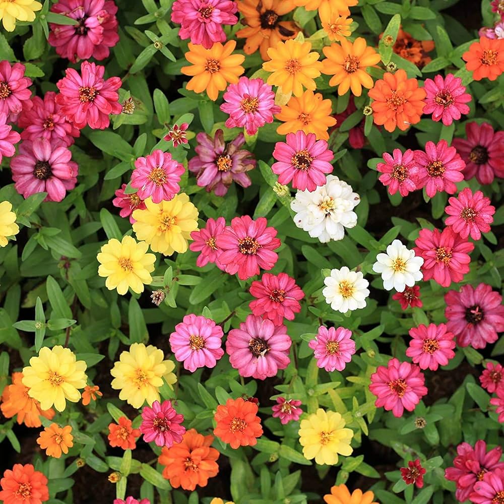 Heirloom Zinnia Profusion Flower Seeds for Planting – Heirloom, Non-GMO, Colorful Blooms