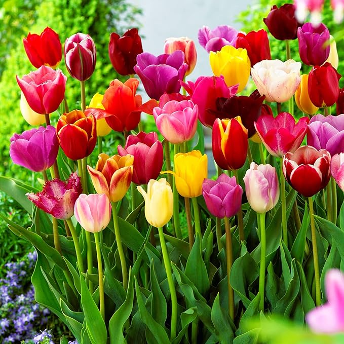 Mixed (Mixed scientific name) for planting in garden