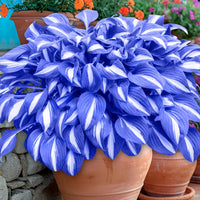 Heirloom Non-GMO Green Blue Hosta Plant Seeds for Planting