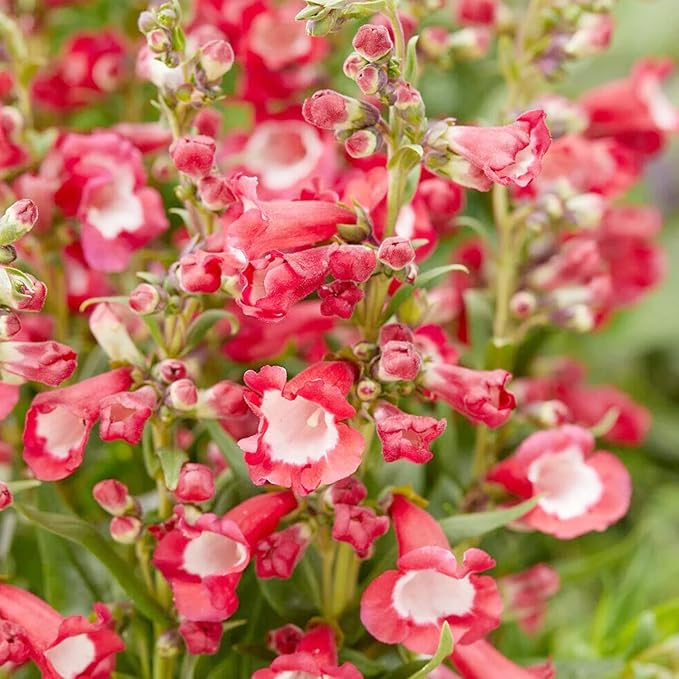 Red Penstemon Hartwegii Flower Seeds for Planting - 100 Pcs pcs