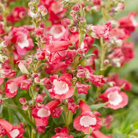 Red Penstemon Hartwegii Flower Seeds for Planting - 100 Pcs pcs