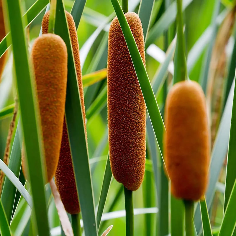 Cattail Plant Seeds Heirloom Non GMO Planting - 100 pcs