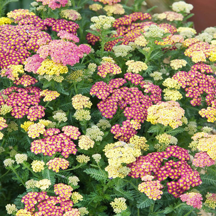 Mixed Yarrow Flower Seeds ƒ?? Heirloom, Non-GMO Flower Seeds for Planting
