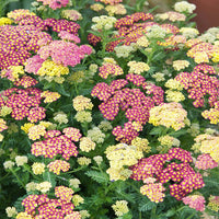 Mixed Yarrow Flower Seeds ƒ?? Heirloom, Non-GMO Flower Seeds for Planting
