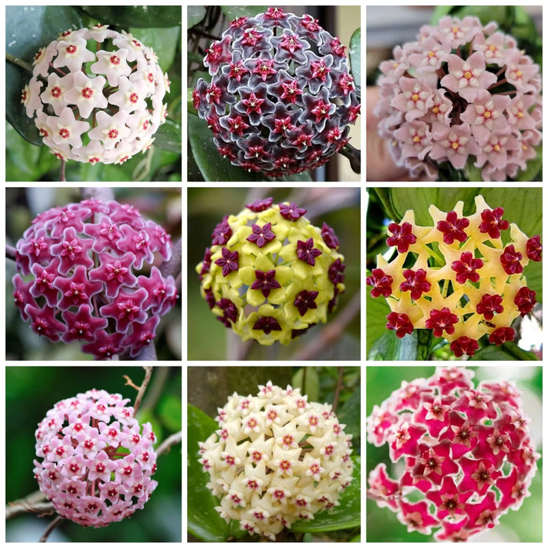 Heirloom Non-GMO Hoya Orchid Flower Seeds – Exotic Tropical Flower Seeds for Planting