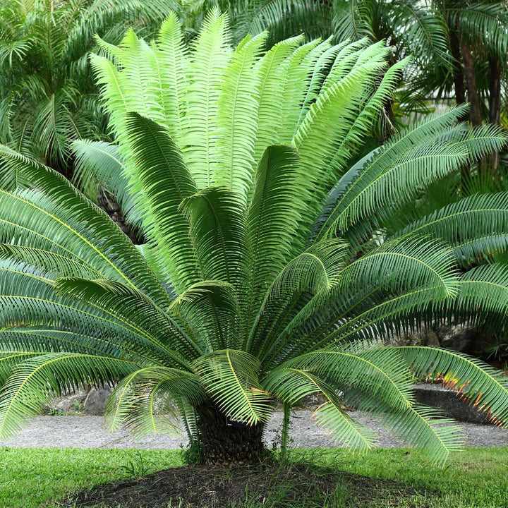 Green Cycads Planting Seeds for Garden NON GMO Seeds