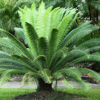 Green Cycads Planting Seeds for Garden NON GMO Seeds