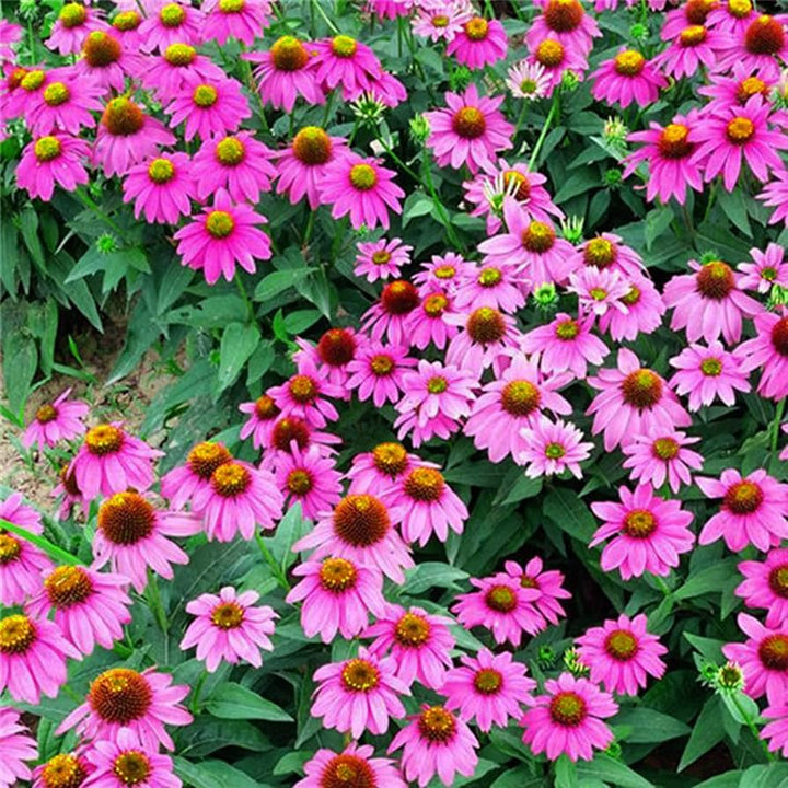 Baby Pink Echinacea Wildflower Seeds for Planting - To attract Pollinators and Butterflies, Heirloom Seeds