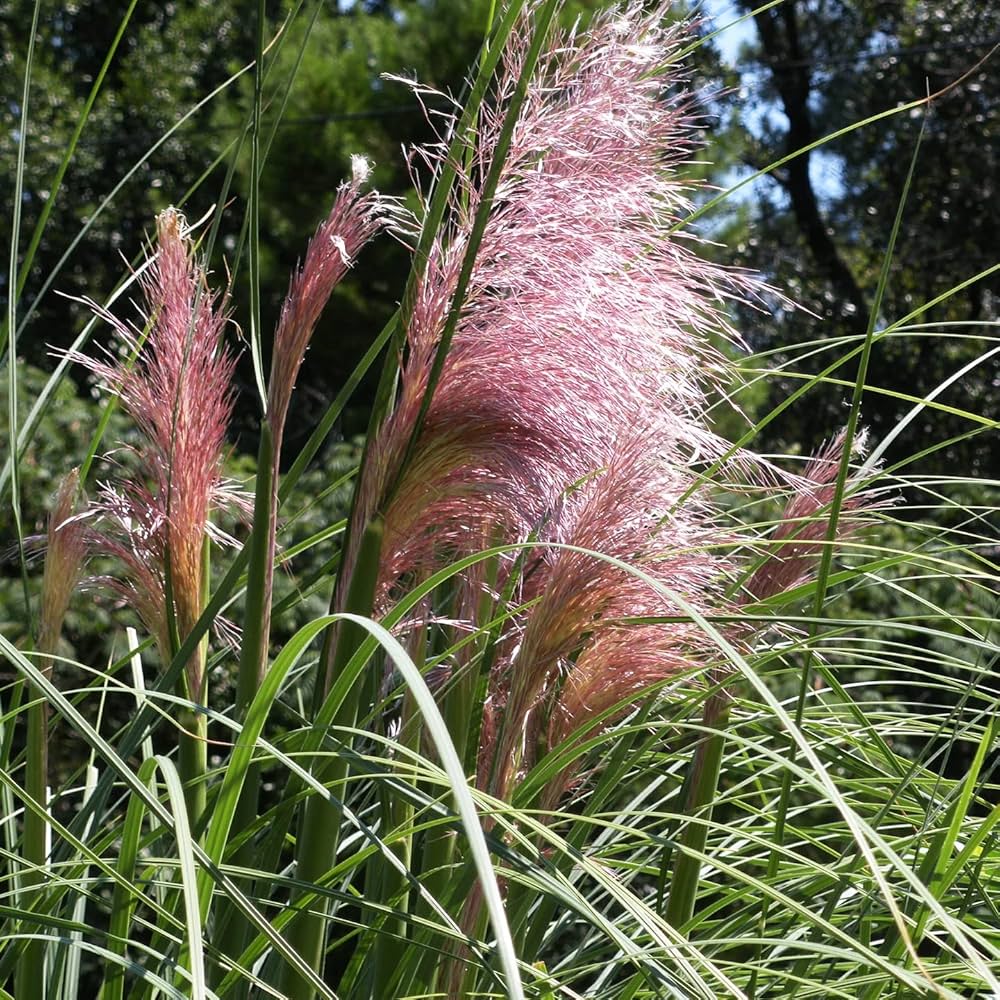 Blush Pampas Grass Seed