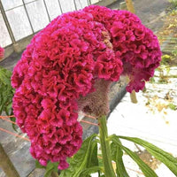 Dark Pink Celosia Seeds for Planting - NON GMO Seeds