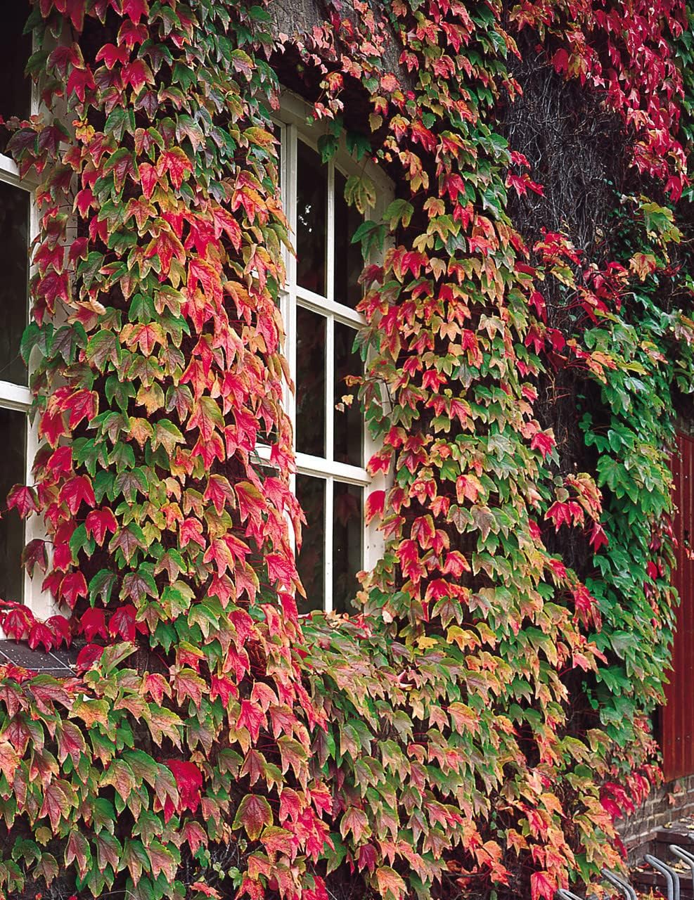 Boston Ivy Green Pink Plant Seeds for Planting-Heirloom & Non-GMO Seeds for planting for planting in your garden.