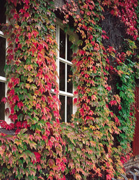 Boston Ivy Green Pink Plant Seeds for Planting-Heirloom & Non-GMO Seeds for planting