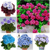 Mixed Perennial Geranium Heirloom Non-GMO Seeds for Planting