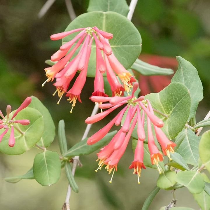 Lonicera Sempervirens Plant Seeds for Planting - NON GMO Seeds