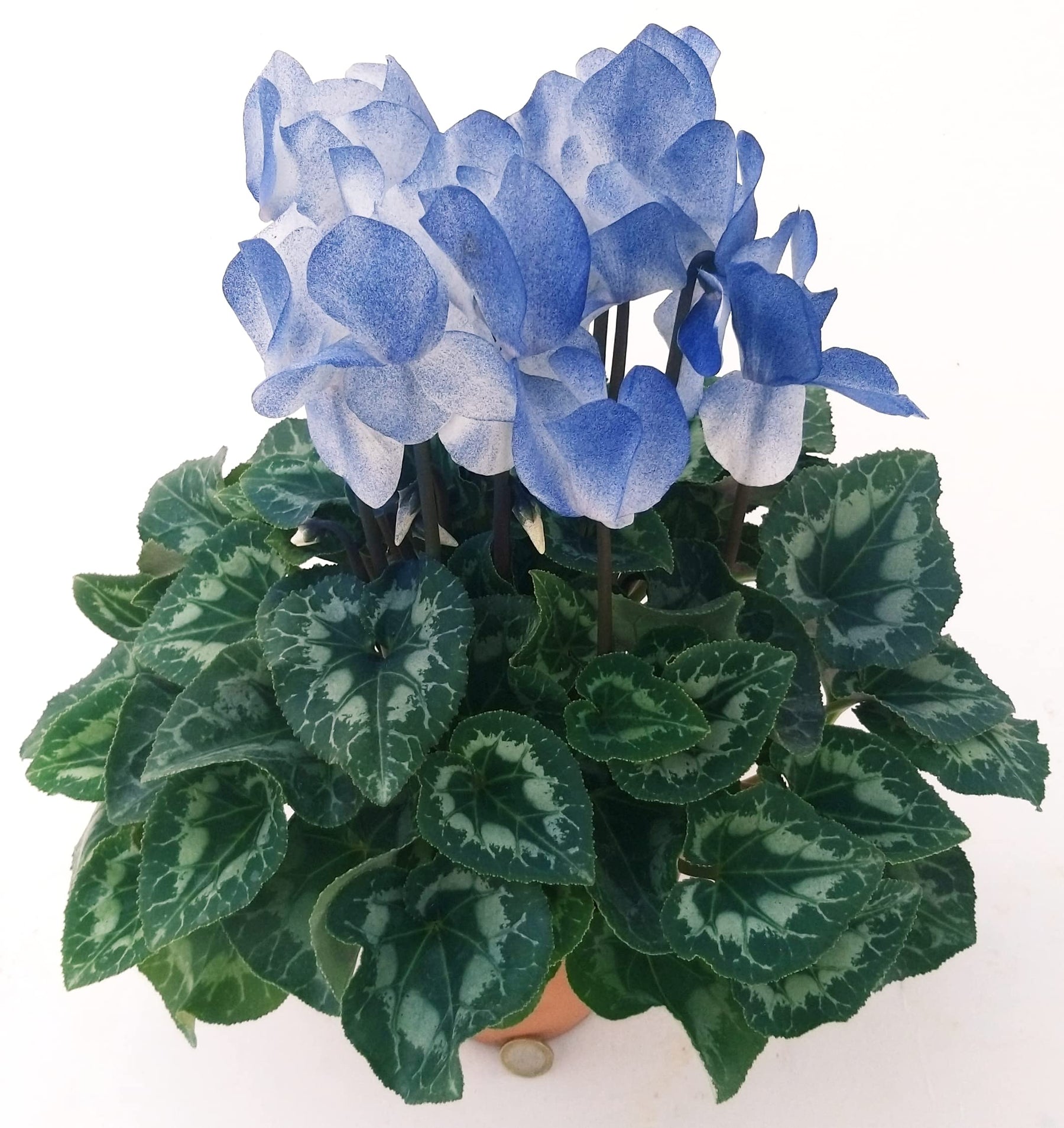 Blue White Cyclamen Flower Seeds for Planting - NON GMO Seeds- 100 pcs