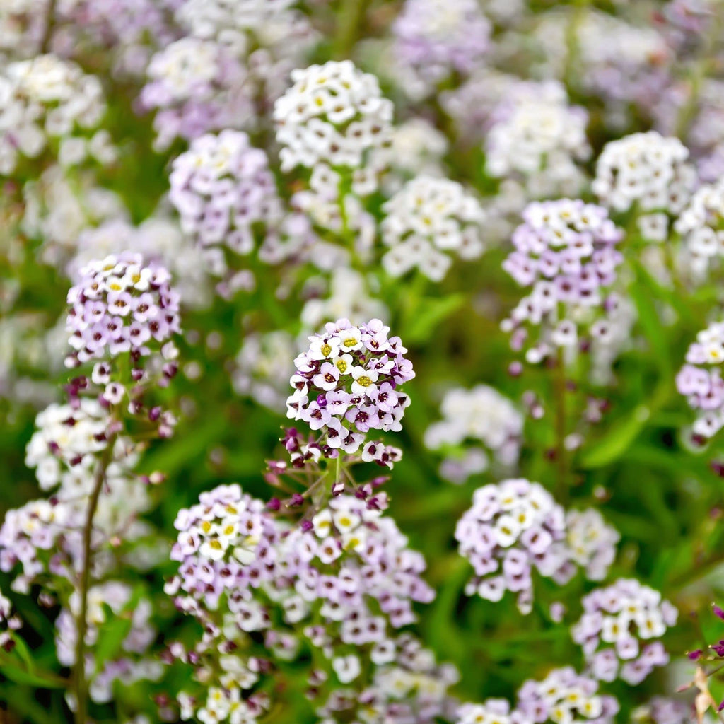 Alyssum Lobularia Flower Seeds for Planting â€“ NON GMO Seeds