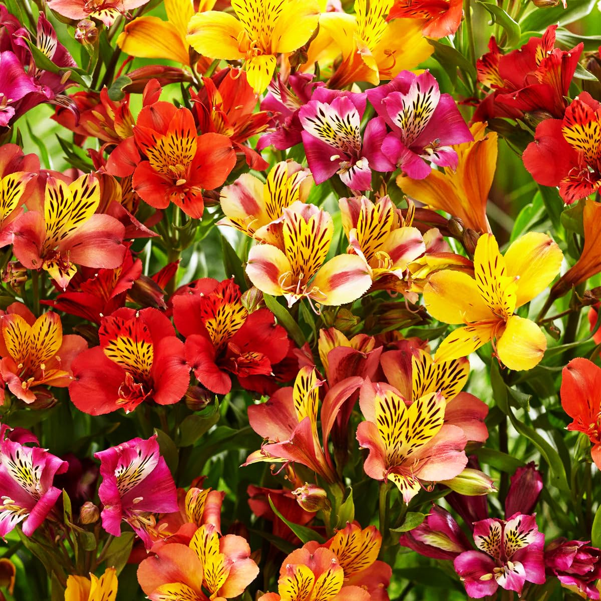 Alstroemeria Aurantiaca Seeds - Heirloom Non-GMO Planting Flower Seeds