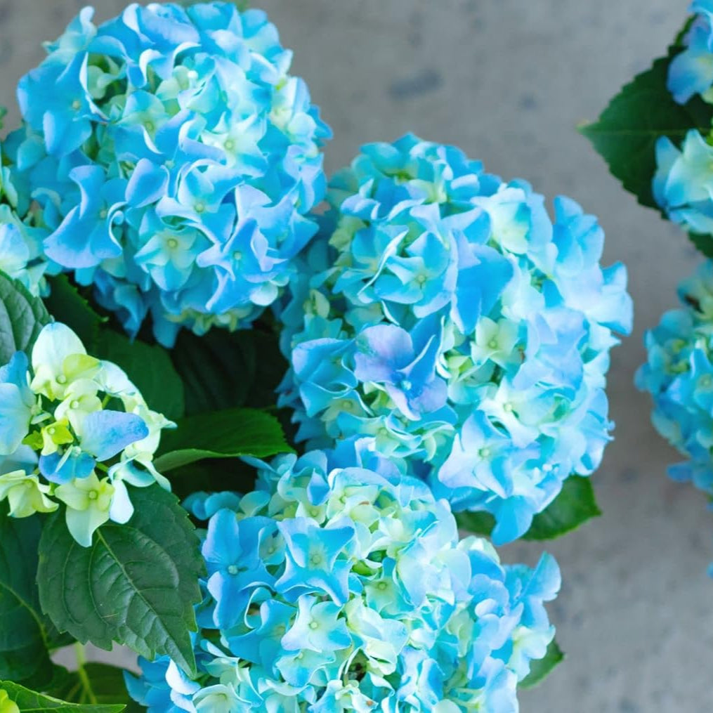 Heirloom Sea Blue Hydrangea Flower Seeds, Non-GMO Vibrant Blooms for Planting