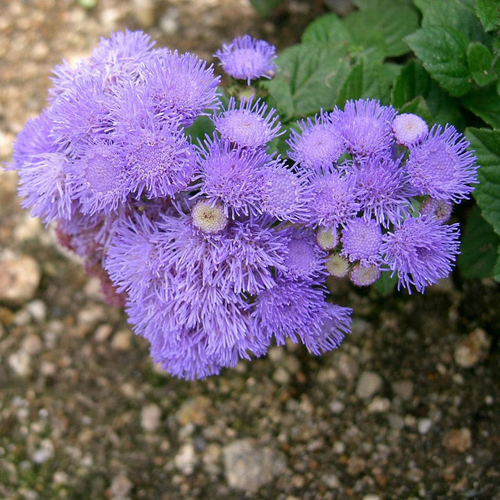 Heirloom Conoclinium Coelestinum Seeds – Non-GMO Flower Seeds for Planting